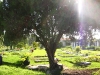 Cemetery14